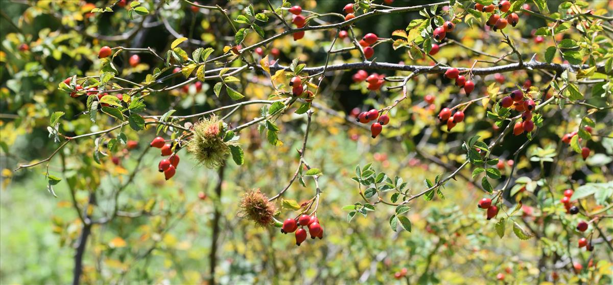 Rosa micrantha (door Jan Klinckenberg)